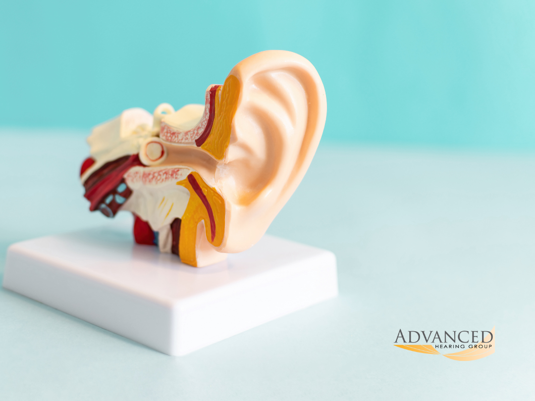 Understanding The Different Types of Hearing Loss